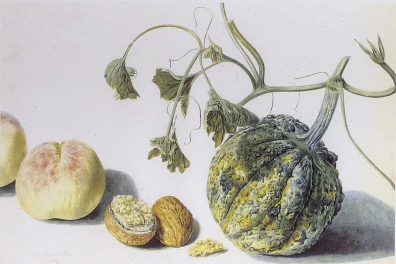 Pesche, noci e zucca